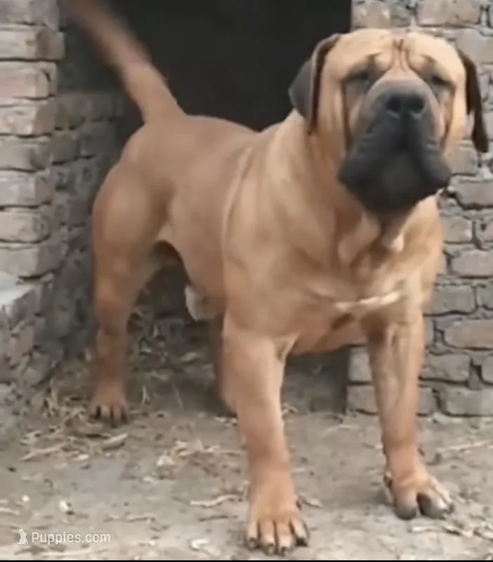 Boerboel x Great Dane Puppies – Great Dane, Boerboel puppy for sale in New Jersey, NJ