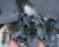Boerboel x Great Dane Puppies, a male Great Dane and Boerboel for sale in New Jersey, NJ – 2 of 2