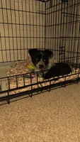 Sadie, a female Australian Cattle Dog for sale in Orange Park, FL – 4 of 8