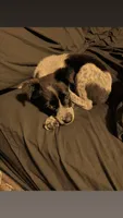 Sadie, a female Australian Cattle Dog for sale in Orange Park, FL – 3 of 8