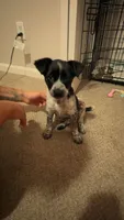 Sadie, a female Australian Cattle Dog for sale in Orange Park, FL – 2 of 8
