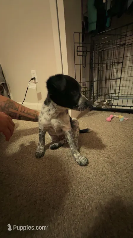 Sadie – Australian Cattle Dog puppy for sale in Orange Park, FL