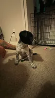 Sadie, a female Australian Cattle Dog for sale in Orange Park, FL – 1 of 8