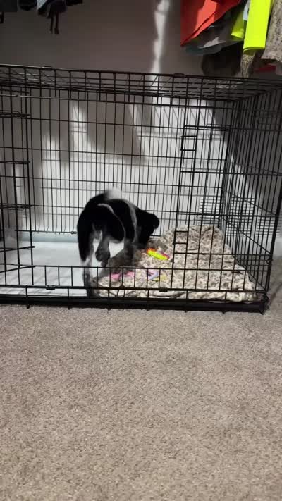 Sadie, a female Australian Cattle Dog for sale in Orange Park, FL – 8 of 8