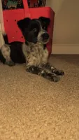 Sadie, a female Australian Cattle Dog for sale in Orange Park, FL – 5 of 8