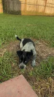 Sadie, a female Australian Cattle Dog for sale in Orange Park, FL – 7 of 8