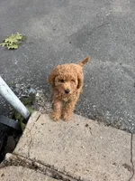 Flowers Rose , a female Poodle - Miniature  for sale in Newark, NJ – 2 of 2