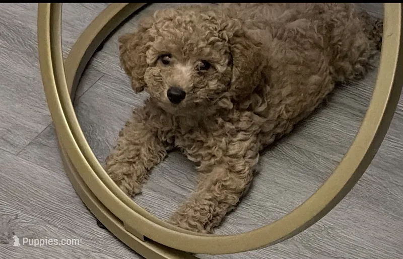 Flowers Rose  – Poodle - Miniature  puppy for sale in Newark, NJ