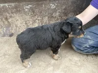 Black Tri Male, a male Miniature Australian Shepherd for sale in Batavia, IA – Photo 4 of 8