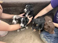 Black Tri Male, a male Miniature Australian Shepherd for sale in Batavia, IA – Photo 6 of 8