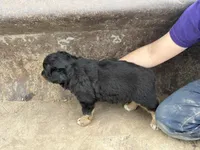 Black Tri Male, a male Miniature Australian Shepherd for sale in Batavia, IA – Photo 5 of 8