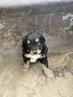 Black Tri Male, a male Miniature Australian Shepherd for sale in Batavia, IA – Photo 2 of 8