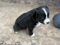 Black and White Female, a female Miniature Australian Shepherd for sale in Batavia, IA – Photo 3 of 7