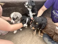 Black and White Female, a female Miniature Australian Shepherd for sale in Batavia, IA – Photo 5 of 7