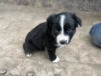 Black and White Female, a female Miniature Australian Shepherd for sale in Batavia, IA – Photo 2 of 7