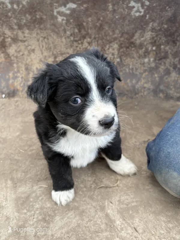 Black and White Female – Miniature Australian Shepherd puppy for sale in Batavia, IA