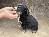 Black Tricolor Female Blue Eyes, a female Miniature Australian Shepherd for sale in Batavia, IA – Photo 3 of 8
