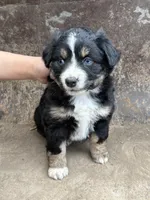 Black Tricolor Female Blue Eyes, a female Miniature Australian Shepherd for sale in Batavia, IA – Photo 1 of 8