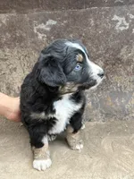 Black Tricolor Female Blue Eyes, a female Miniature Australian Shepherd for sale in Batavia, IA – Photo 2 of 8