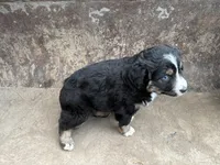 Black Tricolor Female Blue Eyes, a female Miniature Australian Shepherd for sale in Batavia, IA – Photo 5 of 8