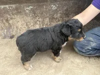 Black Tri Male, a male Miniature Australian Shepherd for sale in Batavia, IA – Photo 3 of 8