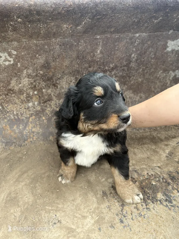Black Tri Male – Miniature Australian Shepherd puppy for sale in Batavia, IA