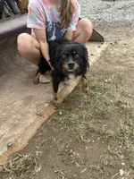 Black Tri Male, a male Miniature Australian Shepherd for sale in Batavia, IA – Photo 7 of 8