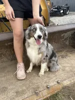 Blue Merle Male Blue Eyes, a male Miniature Australian Shepherd for sale in Batavia, IA – Photo 5 of 6