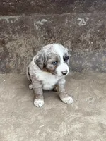 Blue Merle Male Blue Eyes, a male Miniature Australian Shepherd for sale in Batavia, IA – Photo 3 of 6