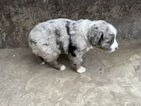 Blue Merle Male Blue Eyes, a male Miniature Australian Shepherd for sale in Batavia, IA – Photo 2 of 6