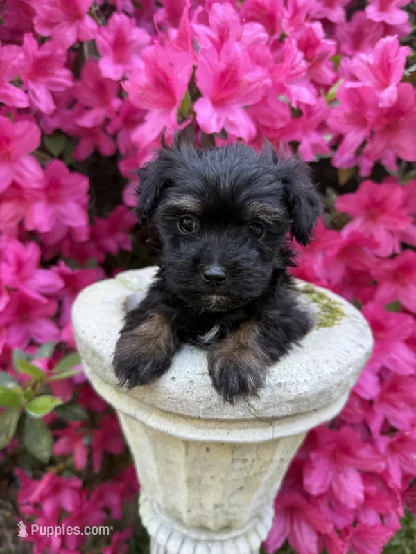 Atty – Poodle - Toy , Mal Shi puppy for sale in Plum Branch, SC