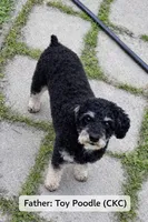 Striper, a male Poodle - Toy  and Mal Shi for sale in Plum Branch, SC – Photo 4 of 4