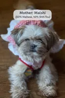 Striper, a male Poodle - Toy  and Mal Shi for sale in Plum Branch, SC – Photo 3 of 4