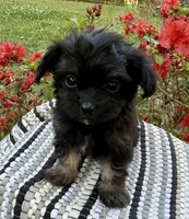 Striper, a male Poodle - Toy  and Mal Shi for sale in Plum Branch, SC – Photo 2 of 4
