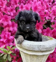 Striper, a male Poodle - Toy  and Mal Shi for sale in Plum Branch, SC – Photo 1 of 4
