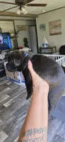Asia, a female Cane Corso for sale in Fountain, FL – 2 of 3