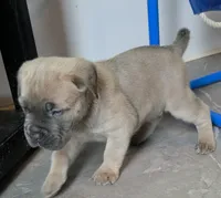 Creed, a male Cane Corso for sale in Fountain, FL – 1 of 3