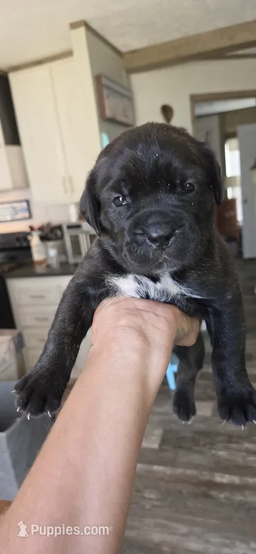 Asia – Cane Corso puppy for sale in Fountain, FL