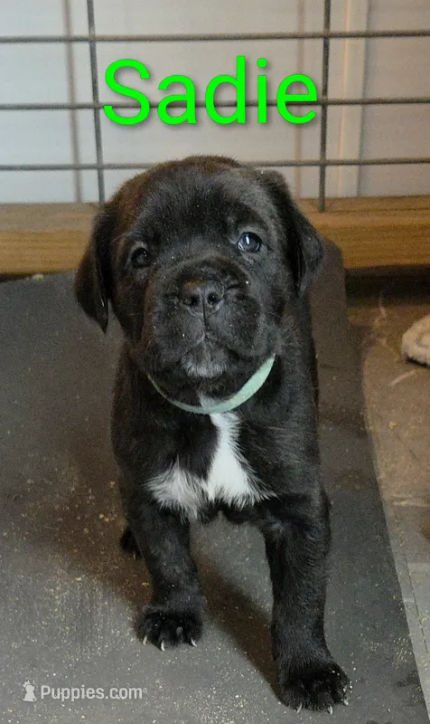 Sadie  – Cane Corso puppy for sale in Fountain, FL