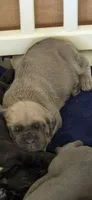 Creed, a male Cane Corso for sale in Fountain, FL – 3 of 3