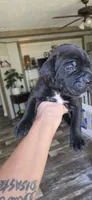 Sable, a female Cane Corso for sale in Fountain, FL – 3 of 3