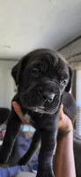 Jett , a female Cane Corso for sale in Fountain, FL – 3 of 3