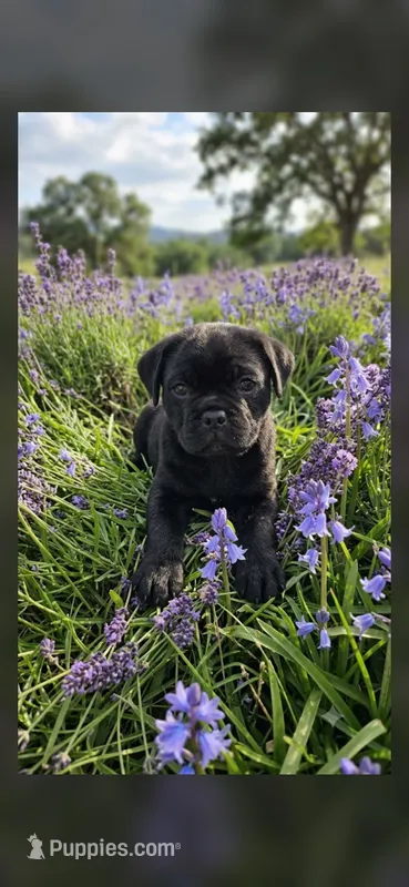 Jett  – Cane Corso puppy for sale in Fountain, FL