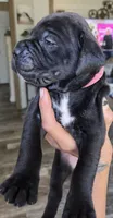 Sable, a female Cane Corso for sale in Fountain, FL – 2 of 3