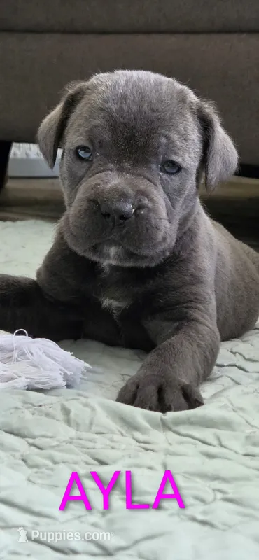 Ayla  – Cane Corso puppy for sale in Fountain, FL