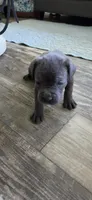 Ayla , a female Cane Corso for sale in Fountain, FL – 5 of 8