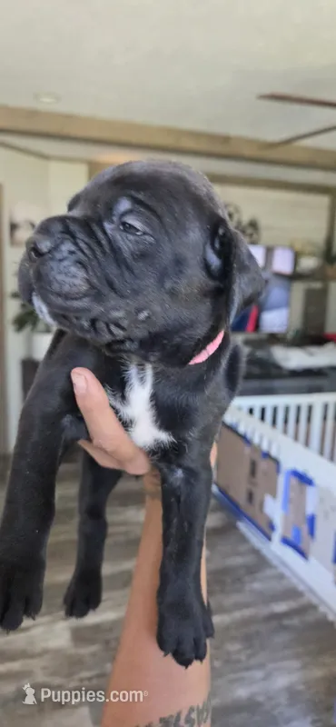 Sable – Cane Corso puppy for sale in Fountain, FL