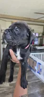 Sable, a female Cane Corso for sale in Fountain, FL – 1 of 3