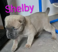 Shelby, a female Cane Corso for sale in Fountain, FL – 3 of 3
