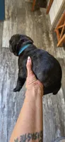 Asia, a female Cane Corso for sale in Fountain, FL – 3 of 3